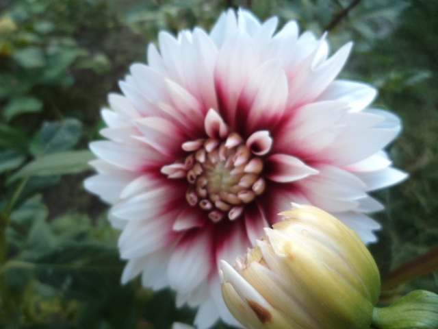 Dahlia billal Dahlias