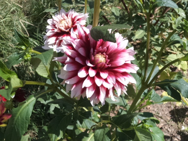 Dahlia billal Dahlias