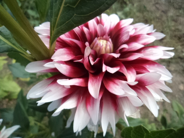 Dahlia billal Dahlias