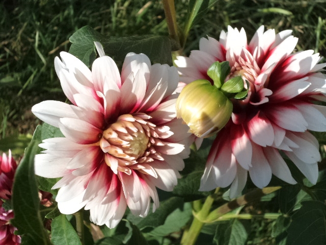 Dahlia billal Dahlias