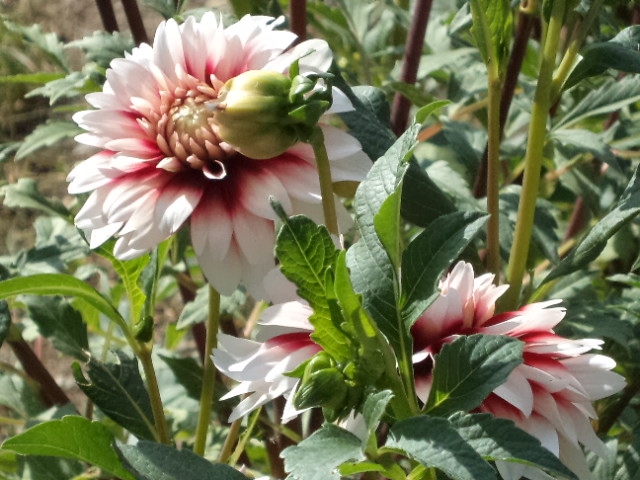Dahlia billal Dahlias