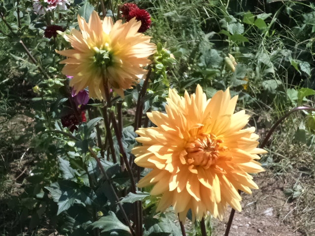 Dahlia billal Dahlias