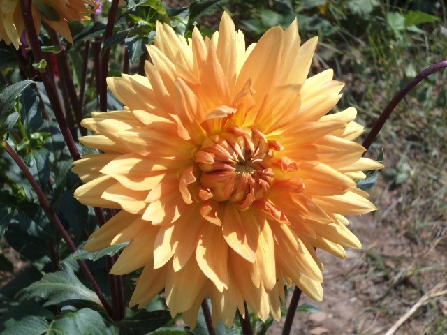 Dahlia billal Dahlias