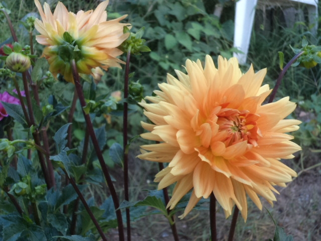 Dahlia billal Dahlias
