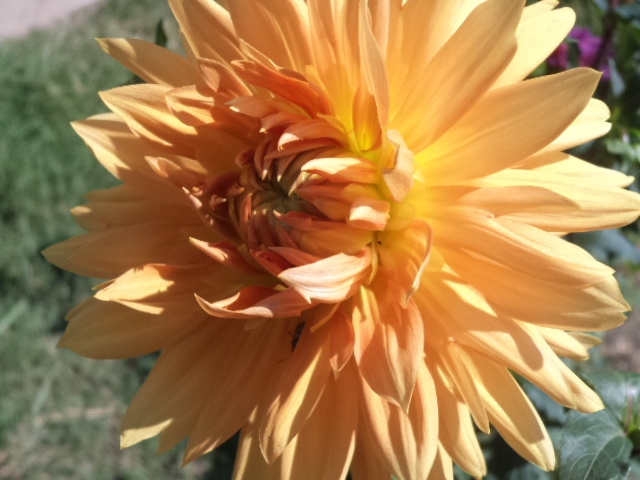 Dahlia billal Dahlias