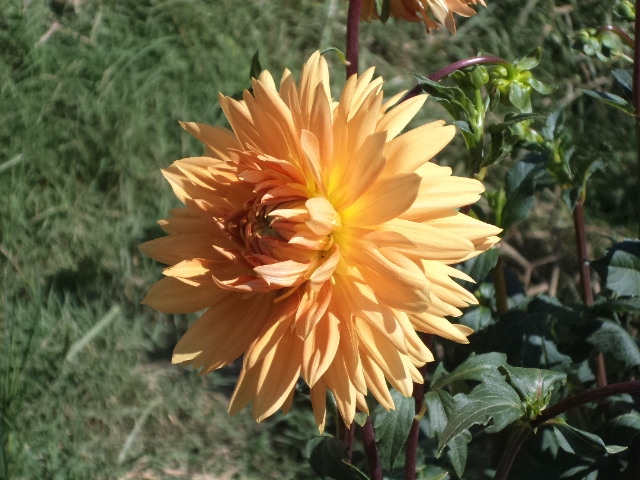 Dahlia billal Dahlias