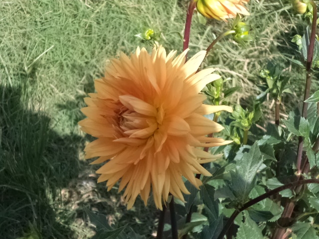 Dahlia billal Dahlias