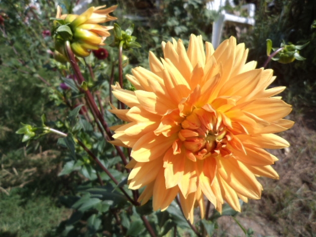 Dahlia billal Dahlias