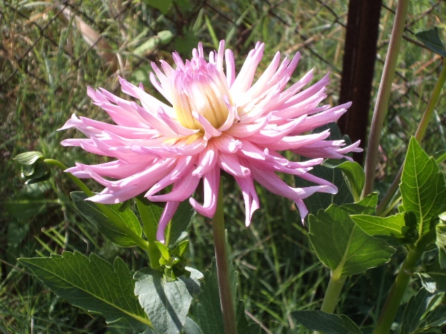 Dahlia billal Dahlias