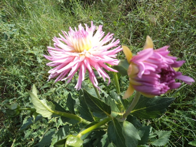 Dahlia billal Dahlias