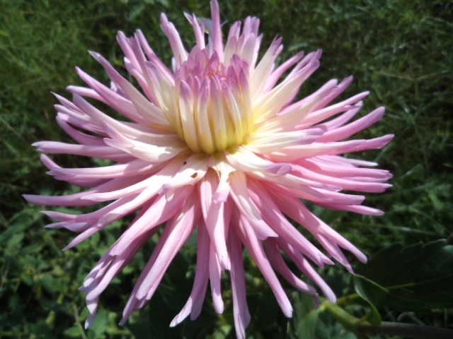 Dahlia billal Dahlias