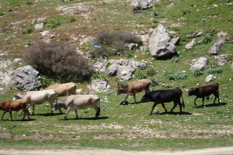 Le village natale Fermes