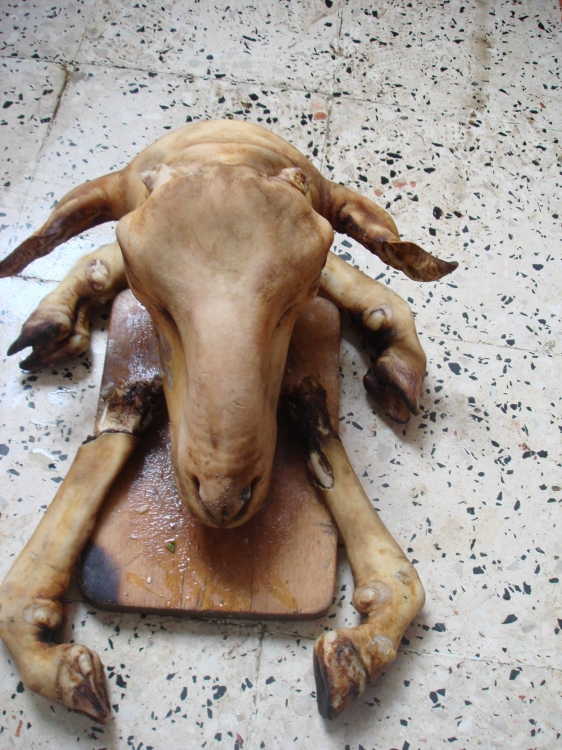 Tête de mouton Animaux