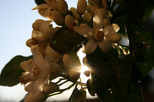 Oranger Fleurs et plantes