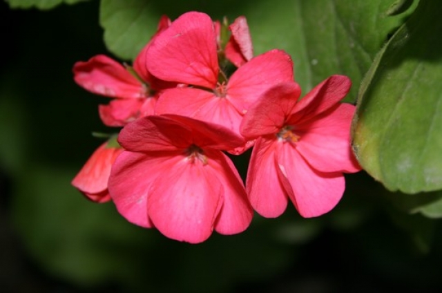 Fleur Fleurs et plantes