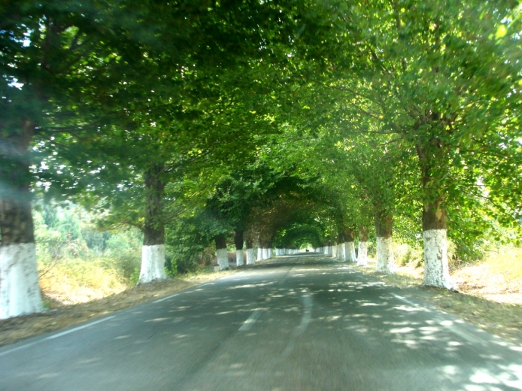 Tunnel naturel Platanes