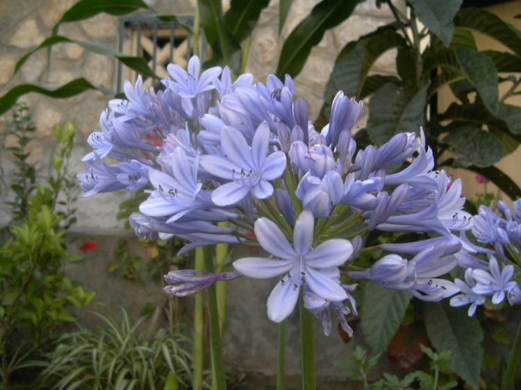 Fleurs bleues Compositions florales