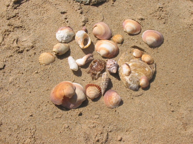 Réunion de coquillages Coquillages