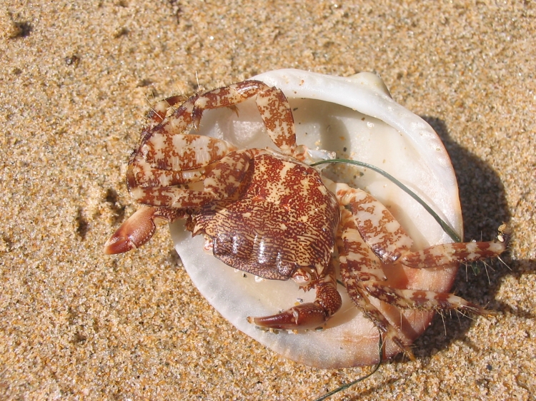 Crabe de Bomo Crabes