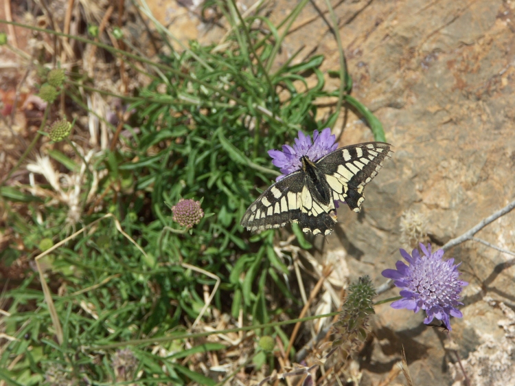 Le papillion de Santa Cruz Papillons