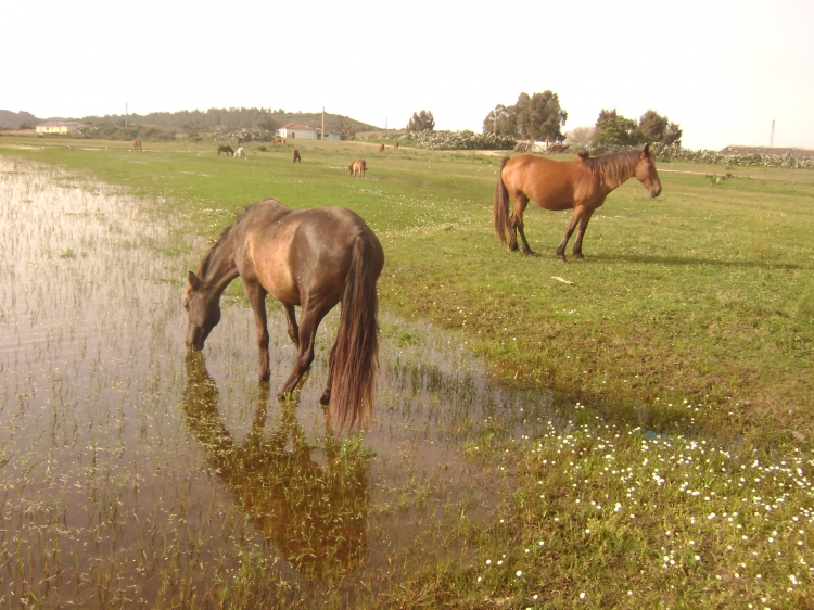 Ami de l'homme Animaux