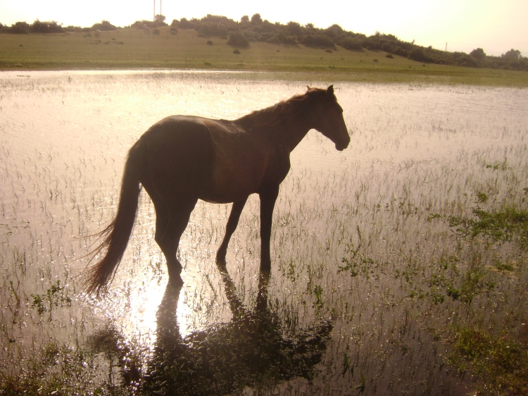 Ami de l'homme Animaux