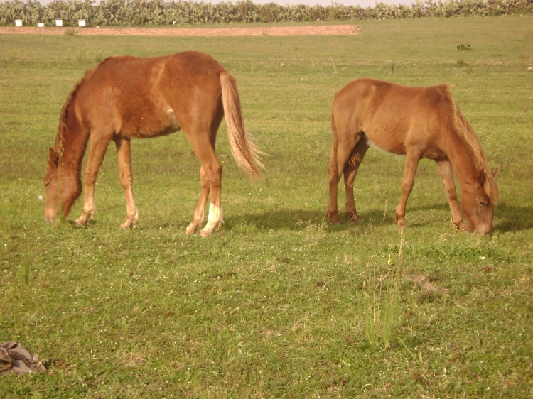 Ami de l'homme Animaux