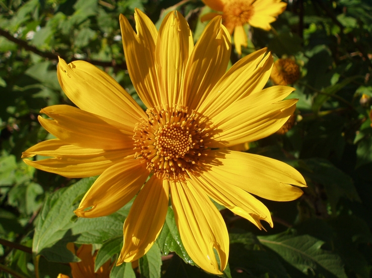 Fleurs Fleurs et plantes