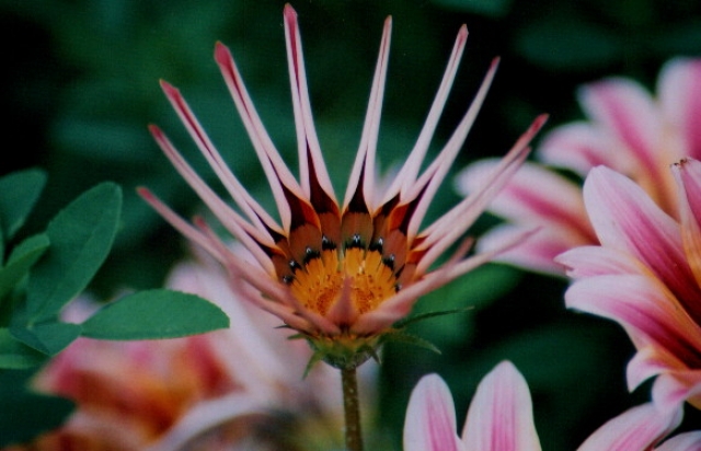Fleurs d'automne Fleurs et plantes