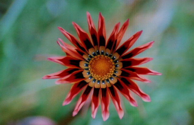 Fleur d'automne Fleurs et plantes