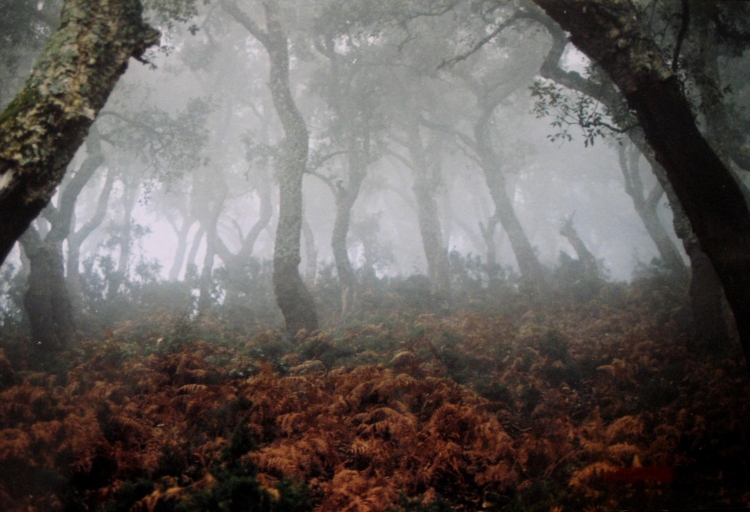 Brume matinale Paysages