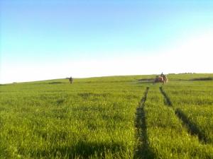 Traitement blé (A) Campagne