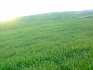 Le printemps Coquelicots