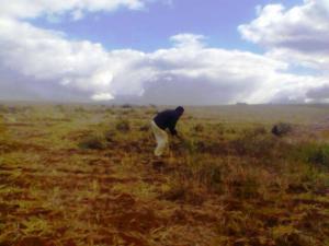 DÉBROUSSAILLASSE Aubépines