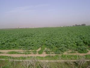 Champs d'artichauts Paysages