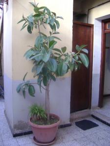 CAOUTCHOUC Fleurs et plantes