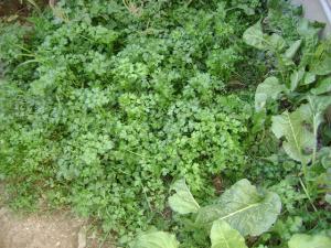 A vos cuisines Fleurs et plantes