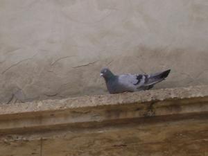 Un pigeon Pigeons