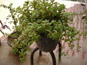 Fleur de mon jardin Fleurs et plantes