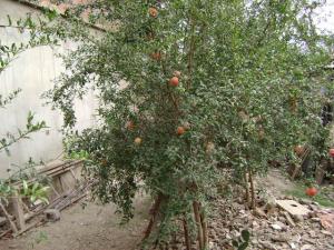 Le Grenadier Fleurs et plantes