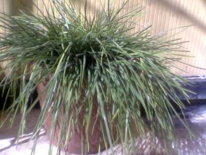 Ma plante préférée Fleurs et plantes