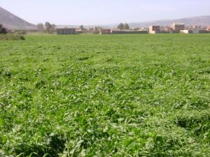 Champ de blé Paysages