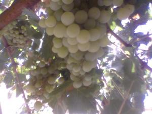 Raisin de table d'Algerie Raisins