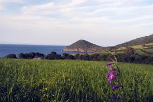 Doumia  le printemps Paysages