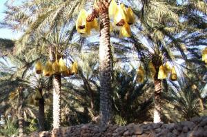 Levez les yeux à droite Dattes