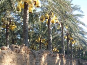 Levez les yeux à gauche Dattes