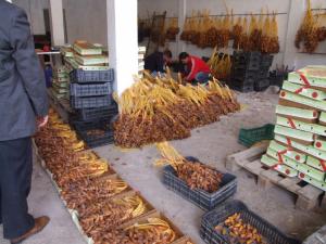 Virez à droite Dattes