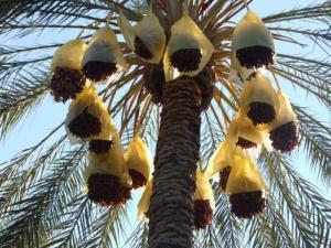19branches Dattes