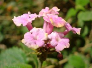 Prière Fleurs et plantes
