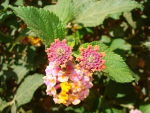 Jumelles Fleurs et plantes